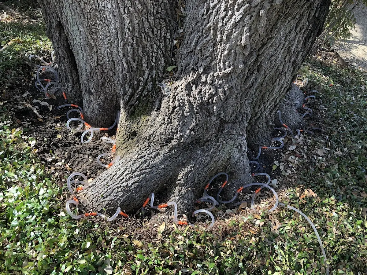 Detailed Tree Cabling and Bracing job site in Goldsboro