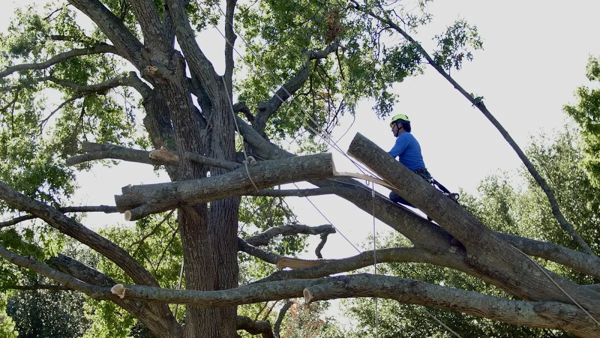 Professional Crown Thinning performed by certified arborists in Goldsboro