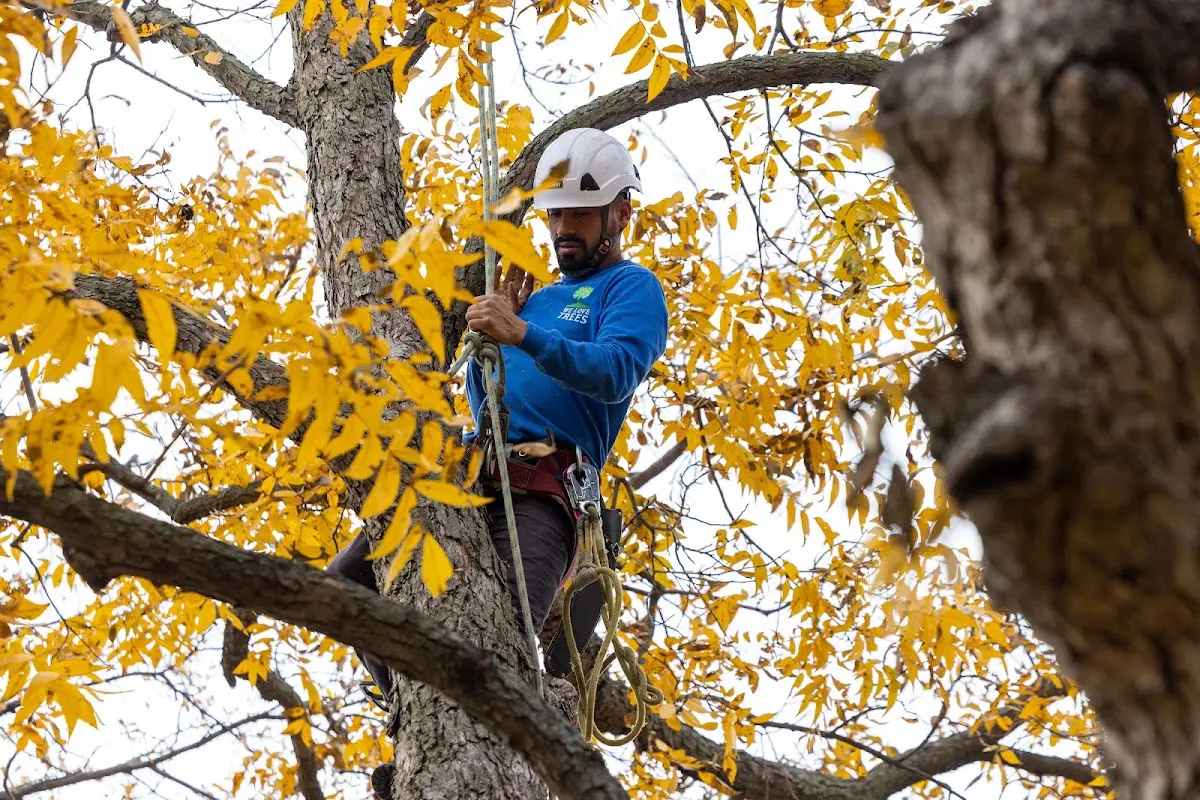 Skilled Tree Trimming crew working in Goldsboro